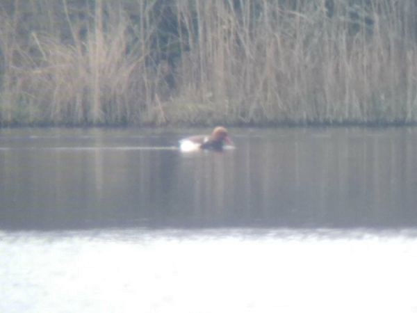 Red-crested Pochard - ML437519931