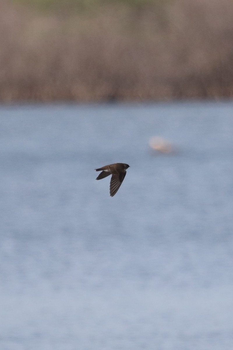 Northern Rough-winged Swallow - ML437520141