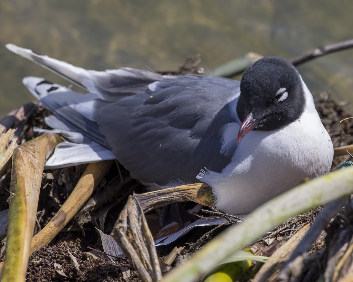 Franklin's Gull - Dana Sudborough