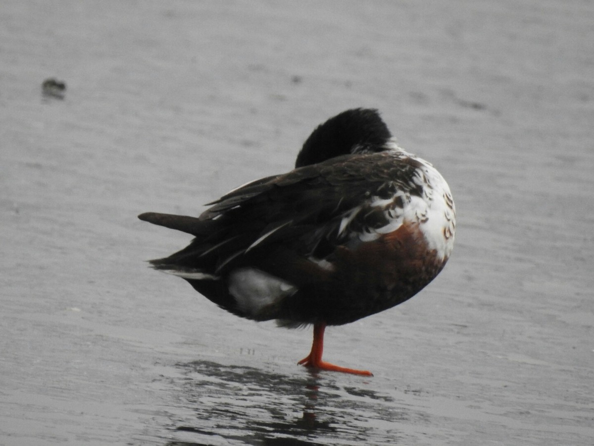 Northern Shoveler - ML43752041