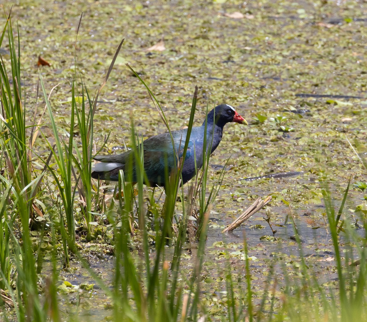 Purple Gallinule - ML437520911