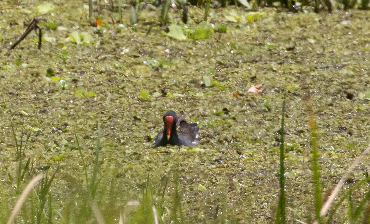 Gallinule d'Amérique (groupe galeata) - ML437521021