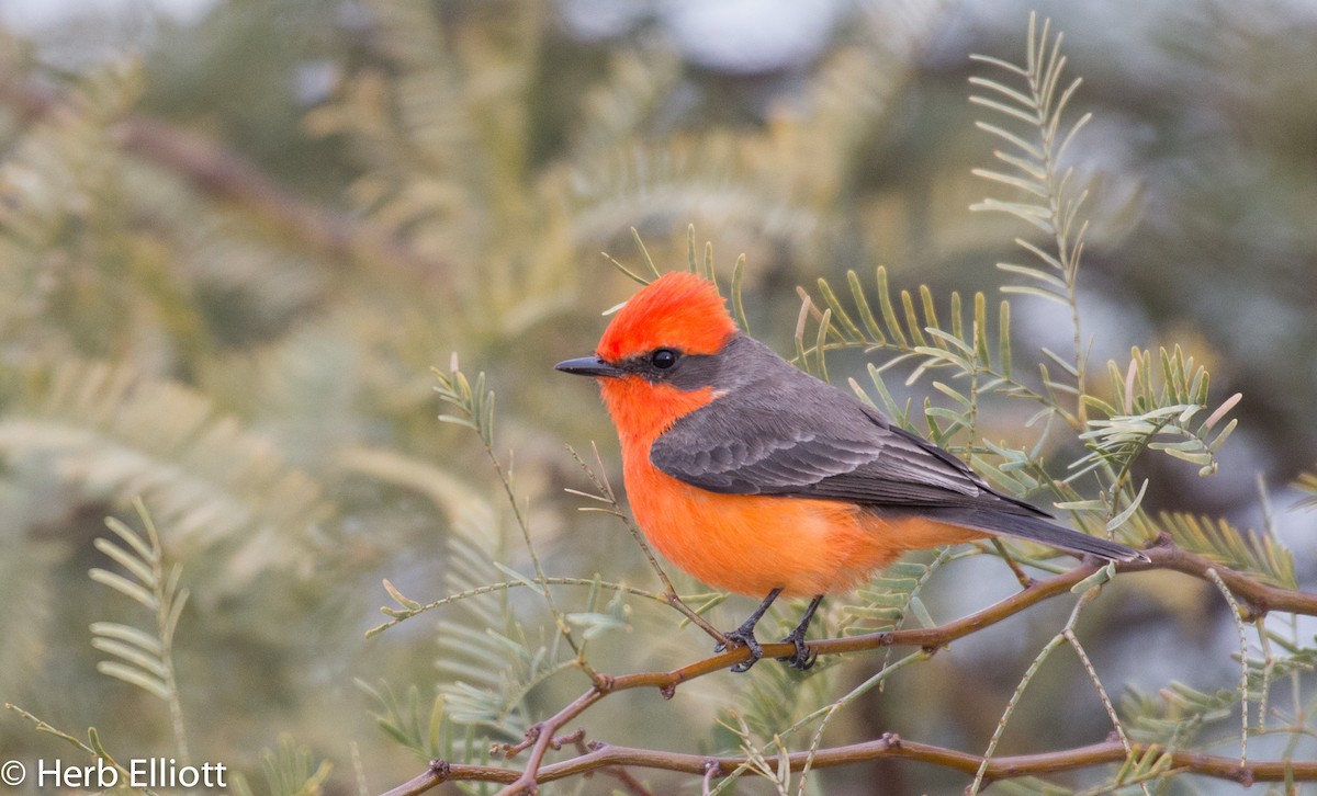 Vermilion Flycatcher - ML43752121