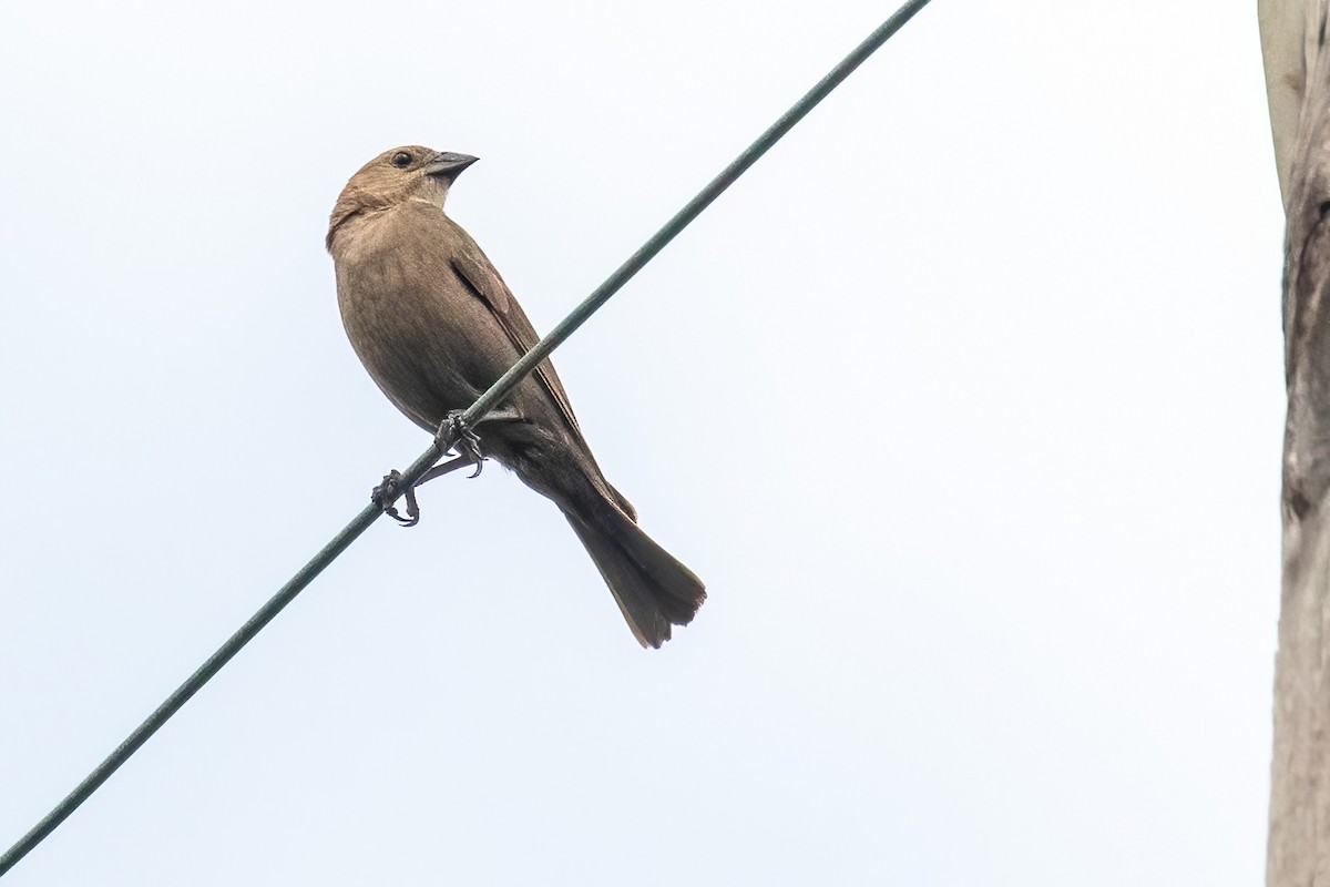 Brown-headed Cowbird - ML437521681