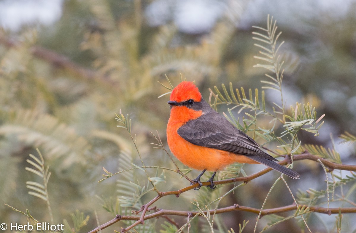 Vermilion Flycatcher - ML43752171