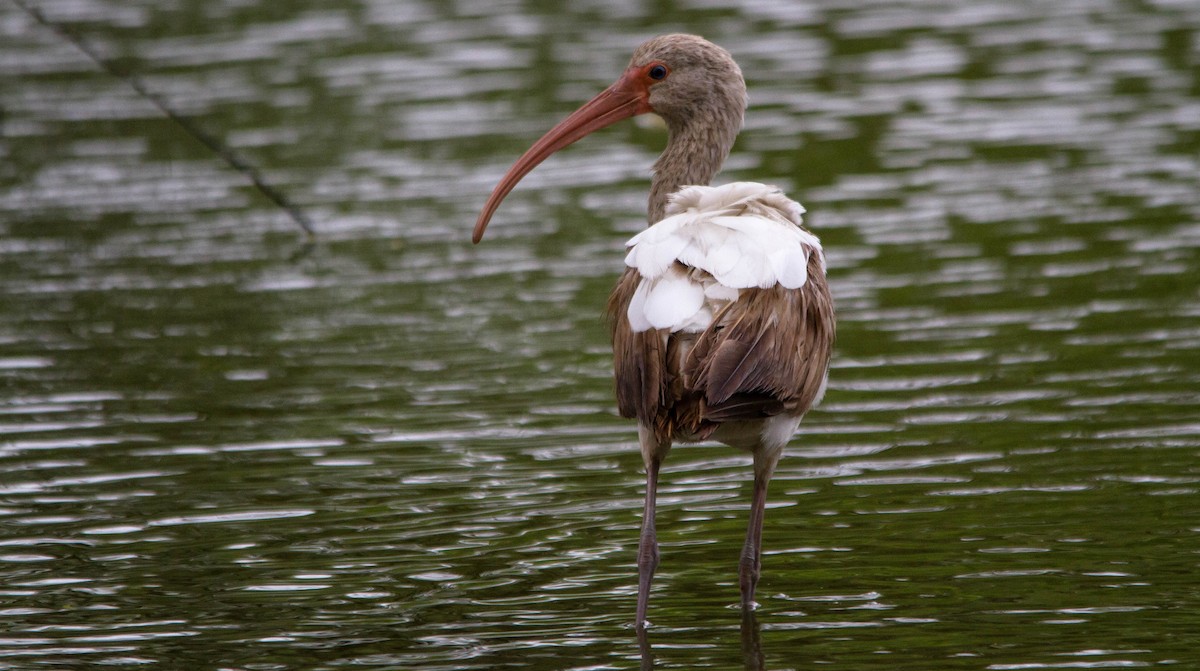 Ibis Blanco - ML437522221