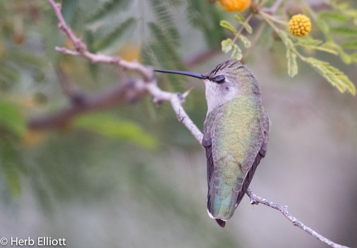 Colibrí de Costa - ML43752241