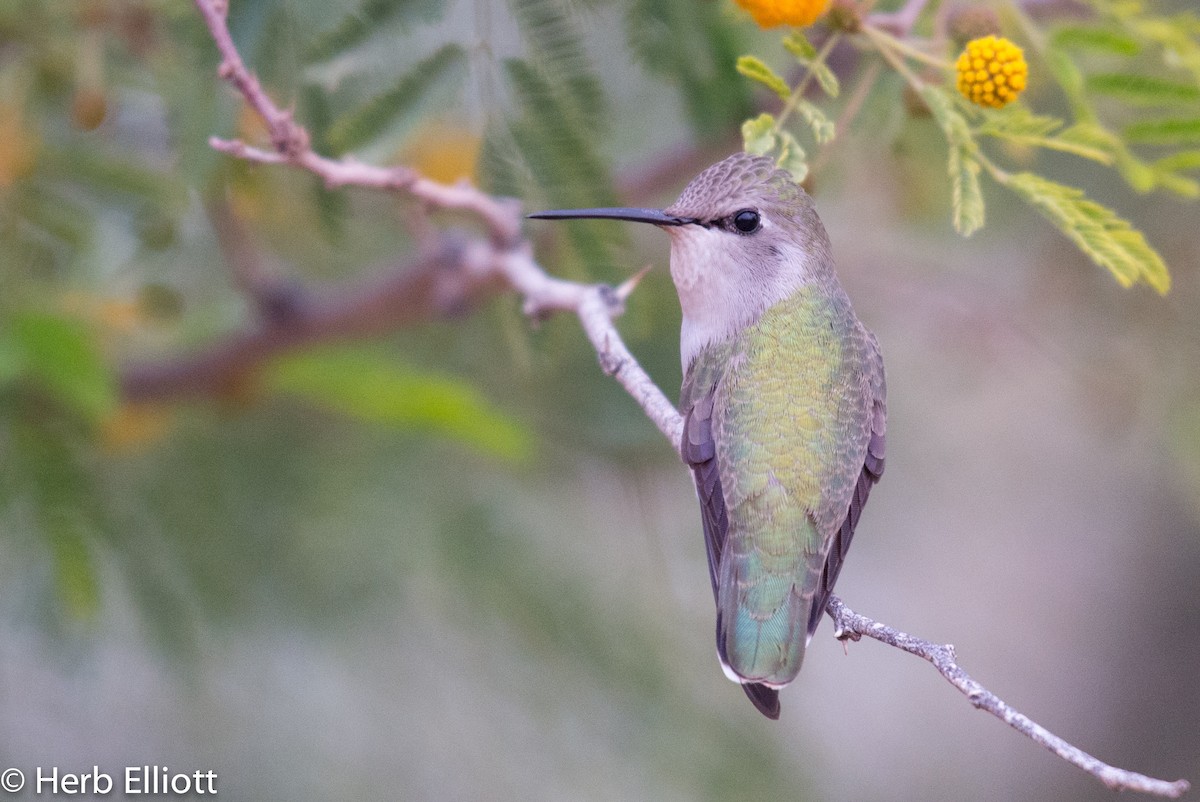 Costa's Hummingbird - Herb Elliott