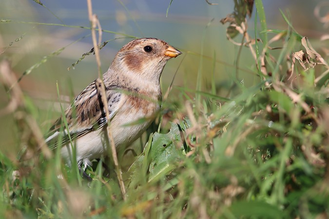 Snow Bunting - ML437522831