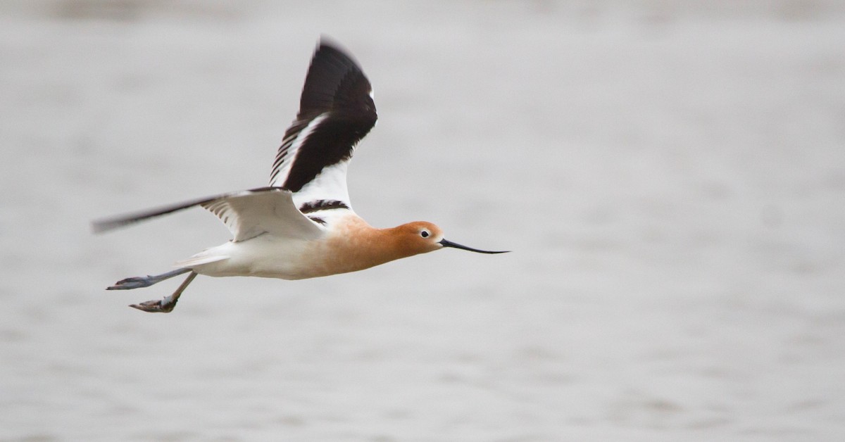 American Avocet - Nathan Tea