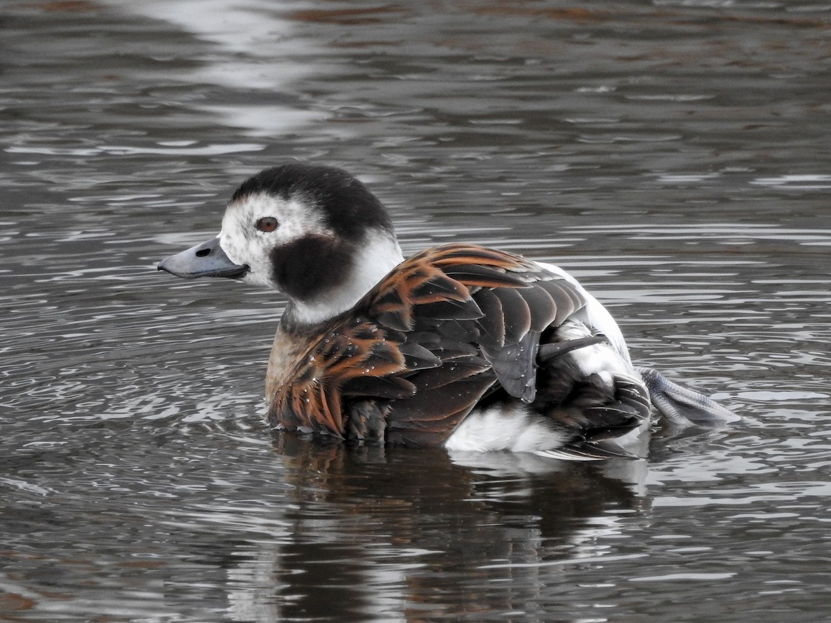 Long-tailed Duck - Samuel Burckhardt