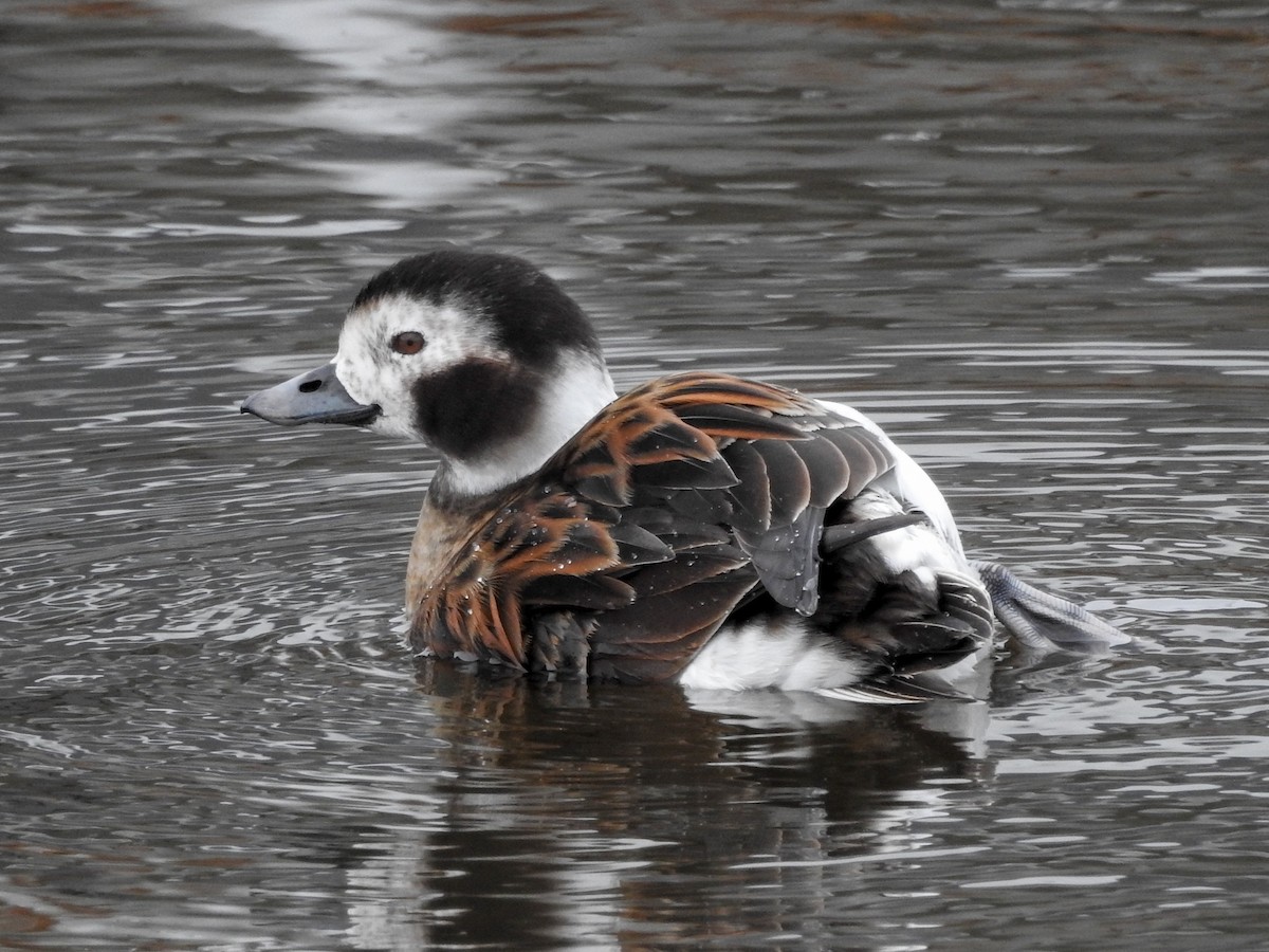 Long-tailed Duck - ML43752371