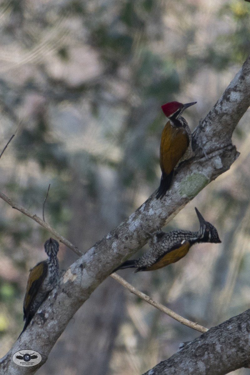 Greater Flameback - ML437523771