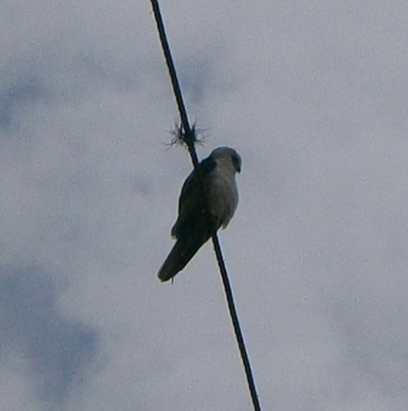 White-tailed Kite - Scarlet  Cordero Seijas