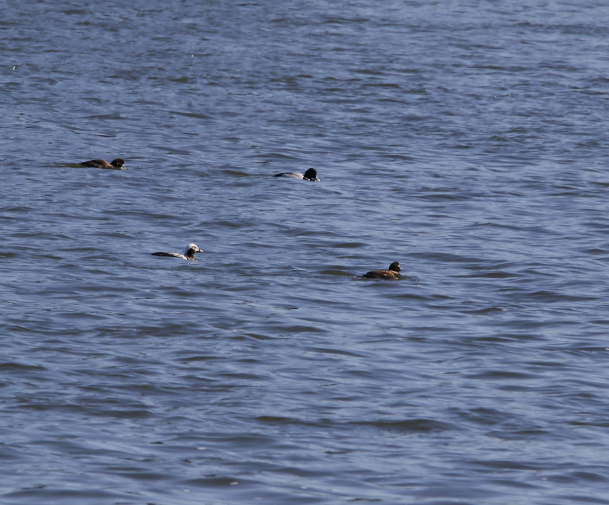 Long-tailed Duck - ML437525101