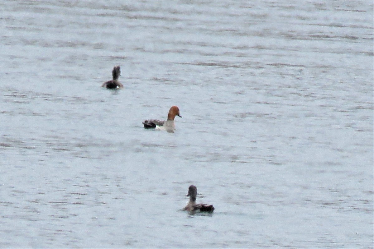 Eurasian Wigeon - ML437525871