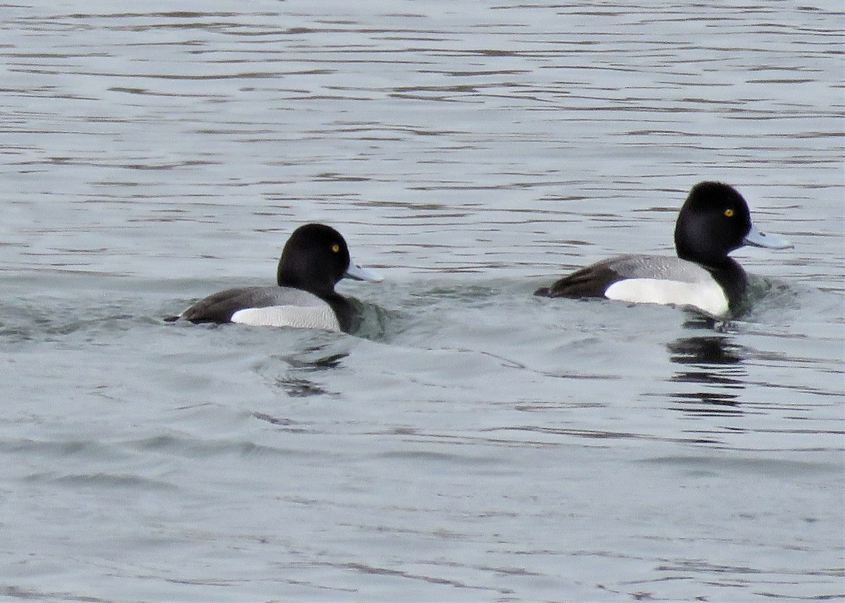 Lesser Scaup - ML437526161