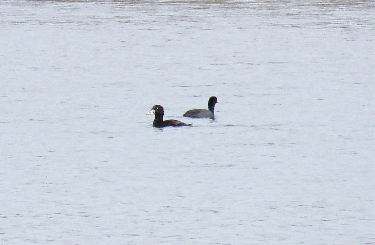 Surf Scoter - ML437526301