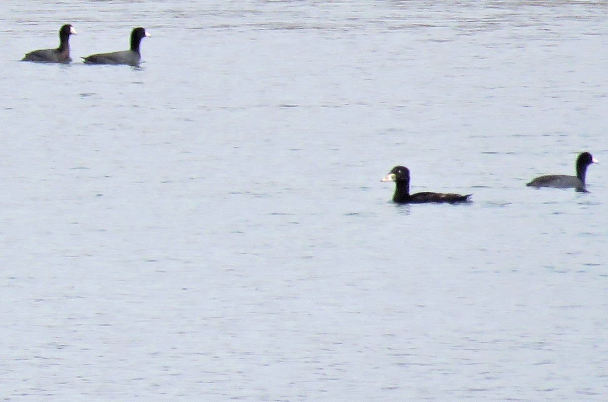 Surf Scoter - ML437526411