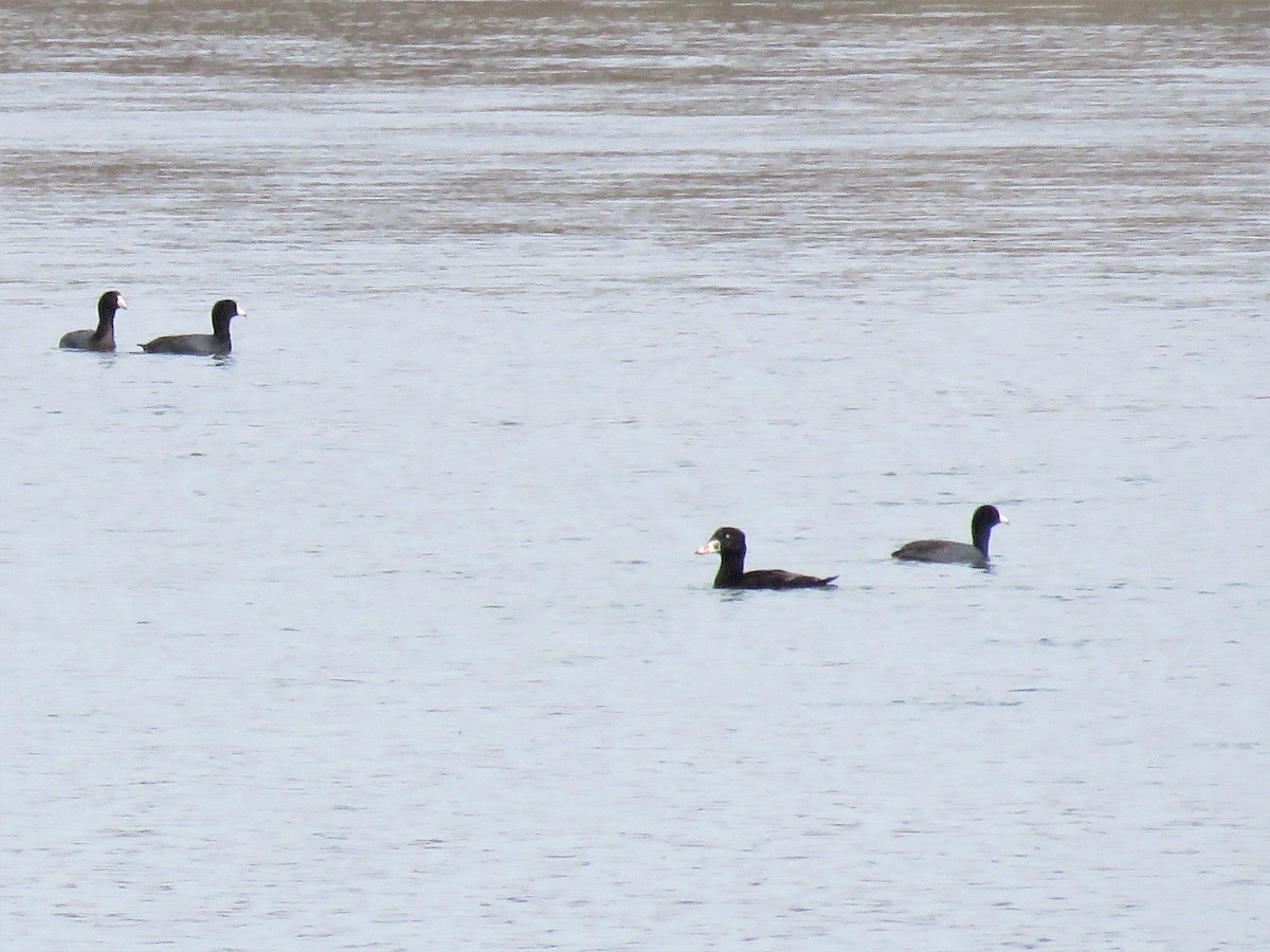 Surf Scoter - Kathy Eklund