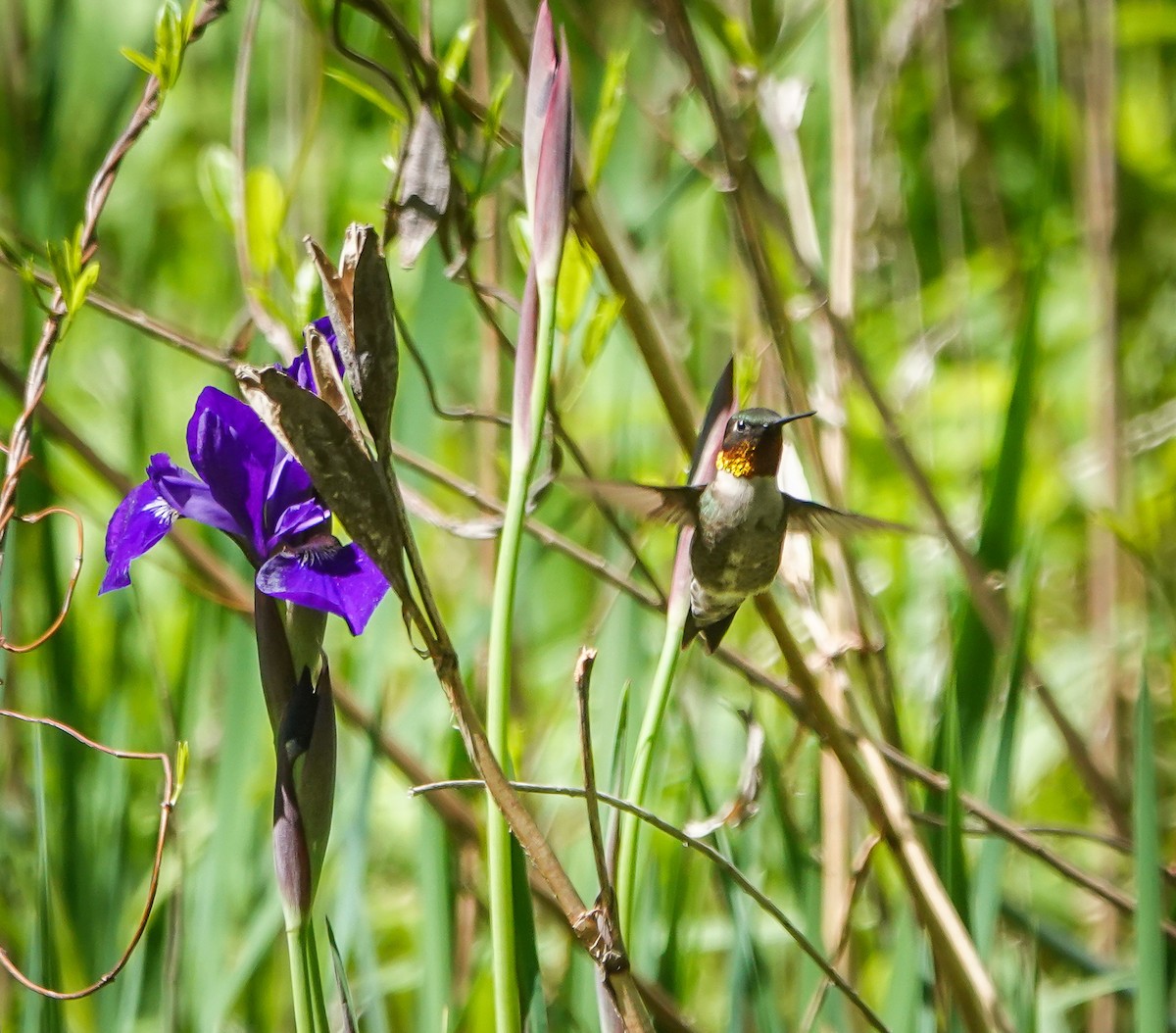 Ruby-throated Hummingbird - ML437528811