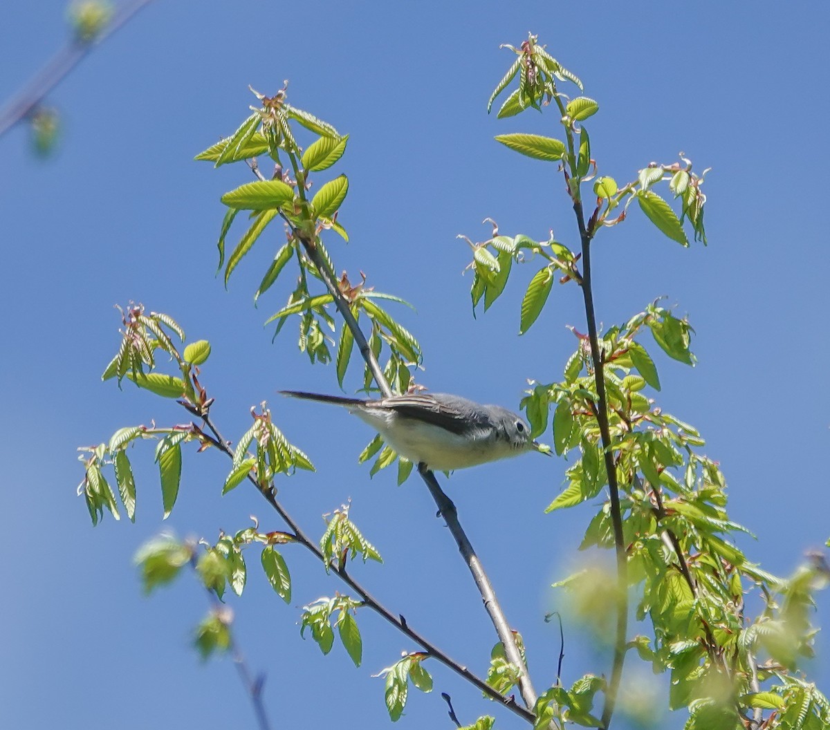 Blue-gray Gnatcatcher - Dave Hart