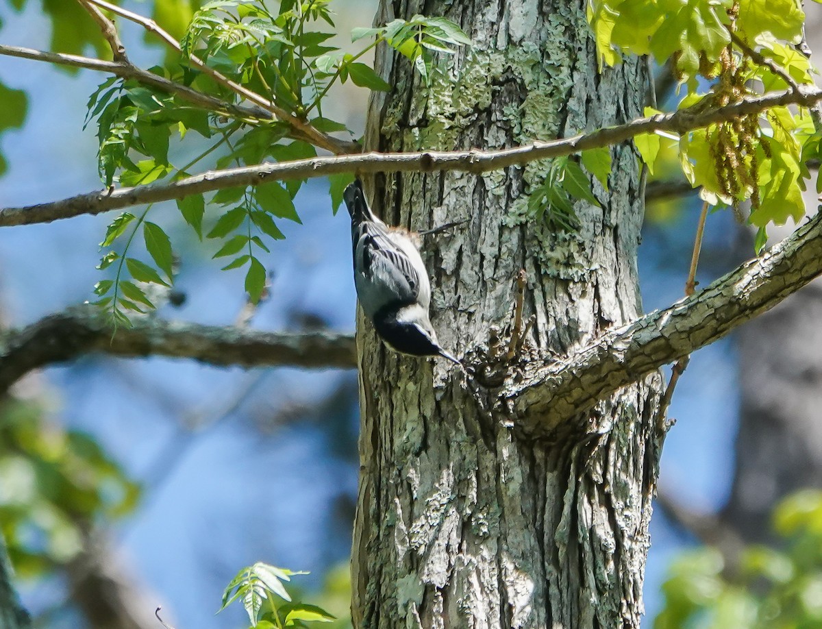 White-breasted Nuthatch - Dave Hart