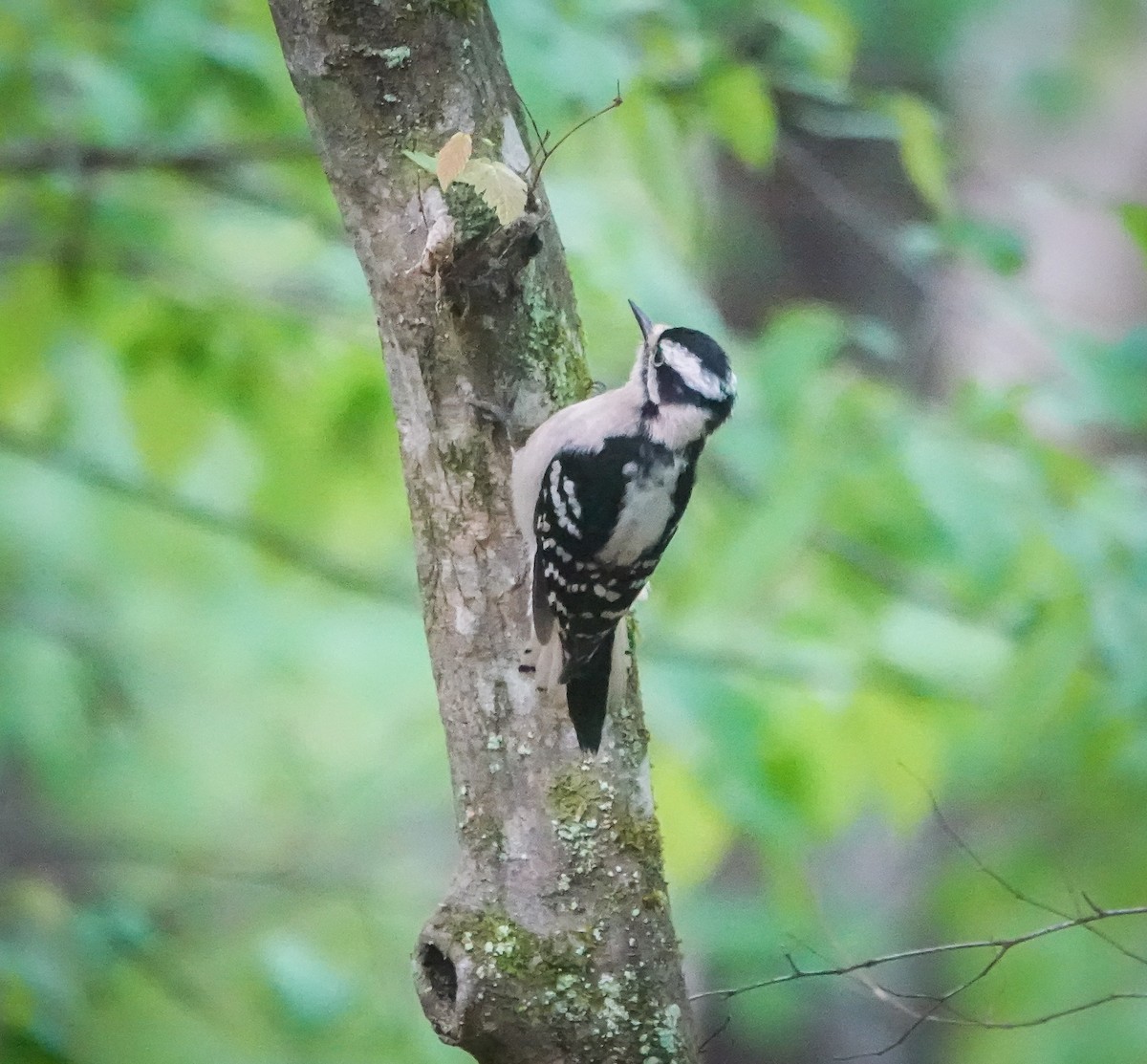 Downy Woodpecker - ML437529041