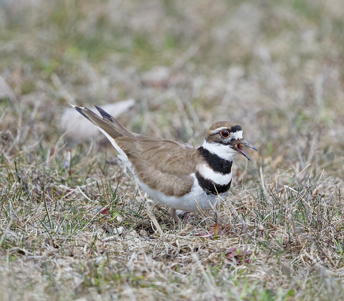 Killdeer - ML437529151