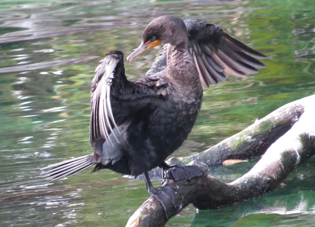 Double-crested Cormorant - ML43752931