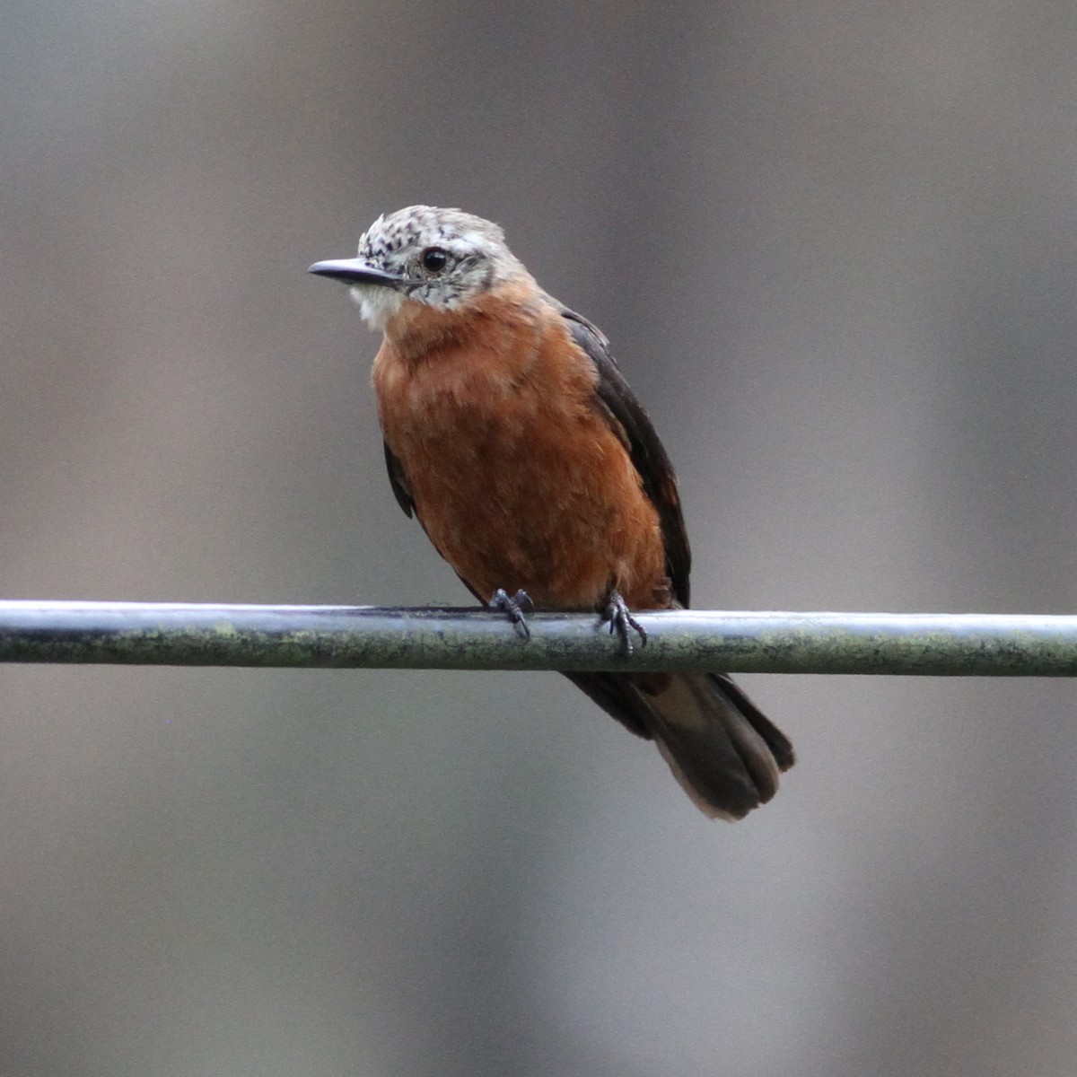 Cliff Flycatcher - Glenn Seeholzer