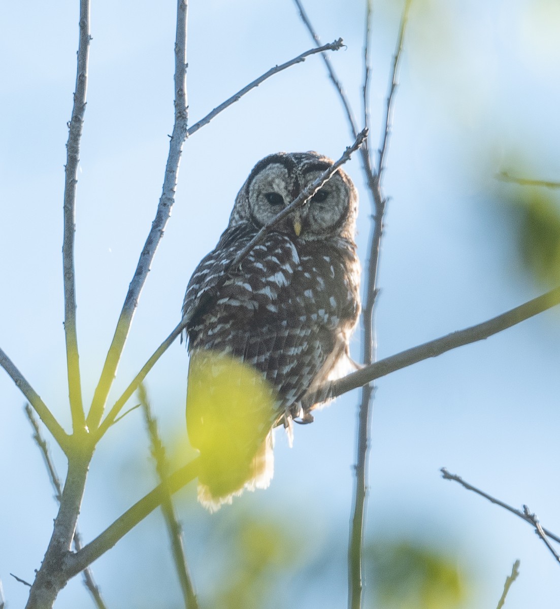 Barred Owl - ML437530431