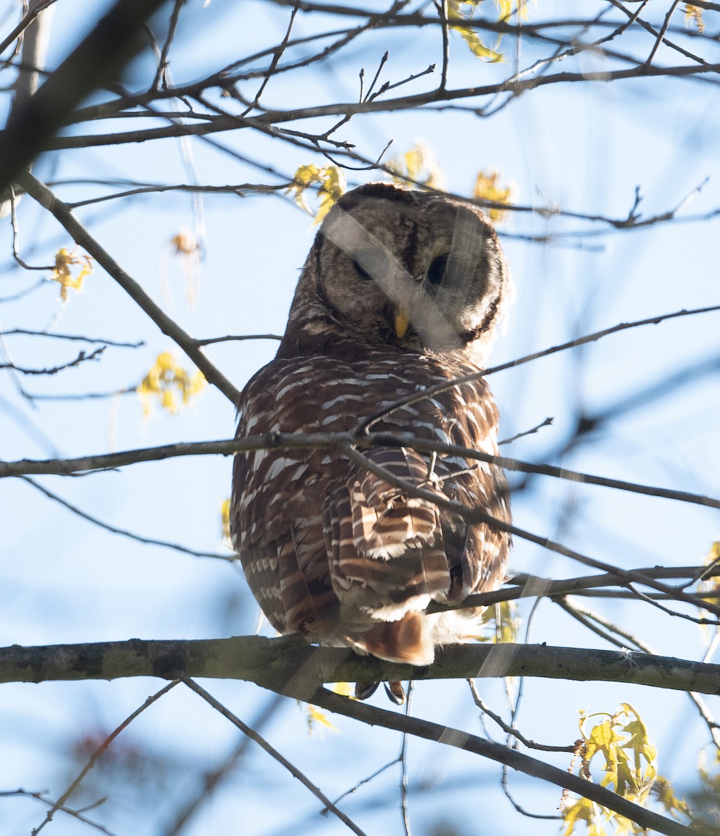 Barred Owl - ML437530521