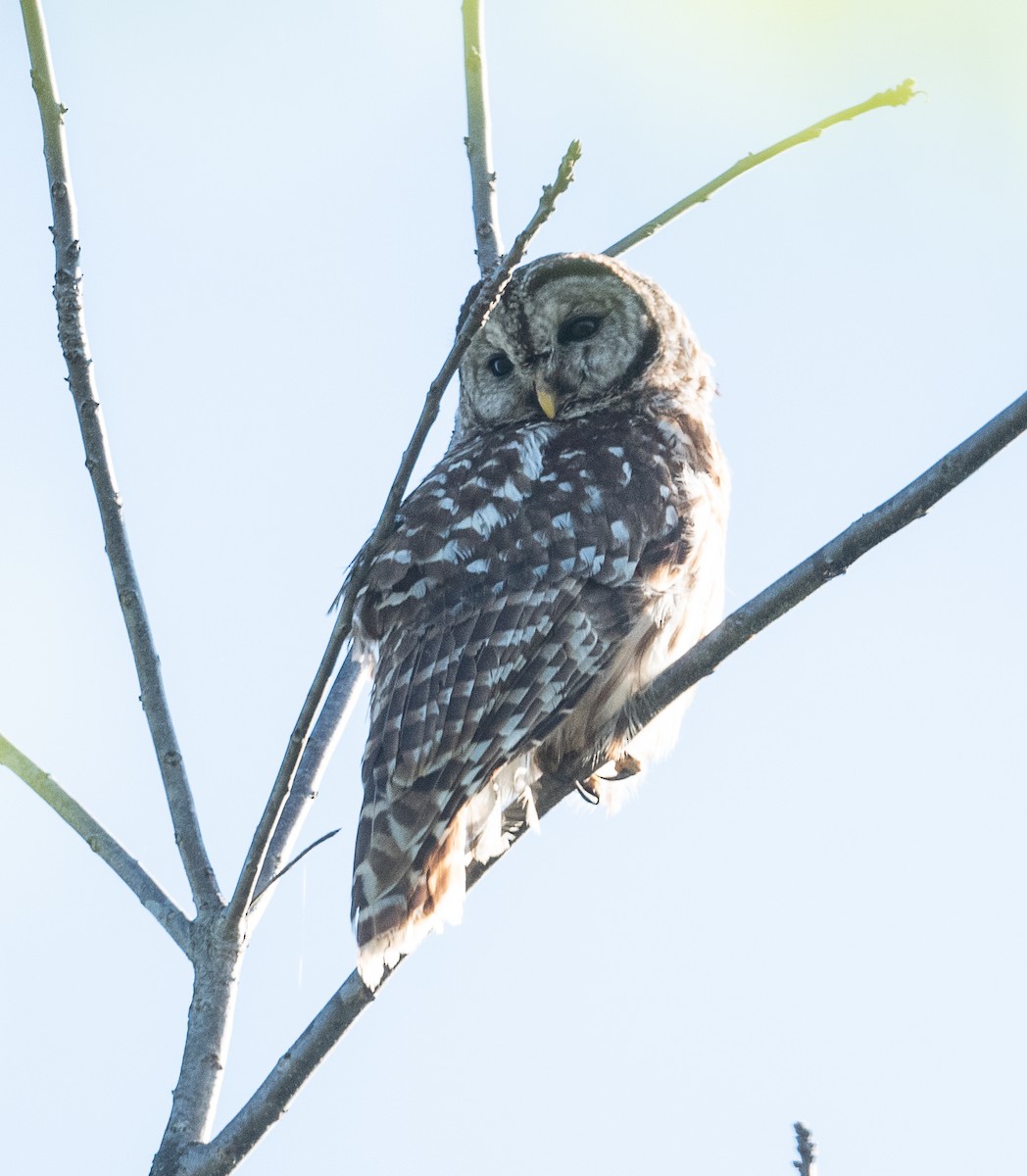 Barred Owl - ML437530541