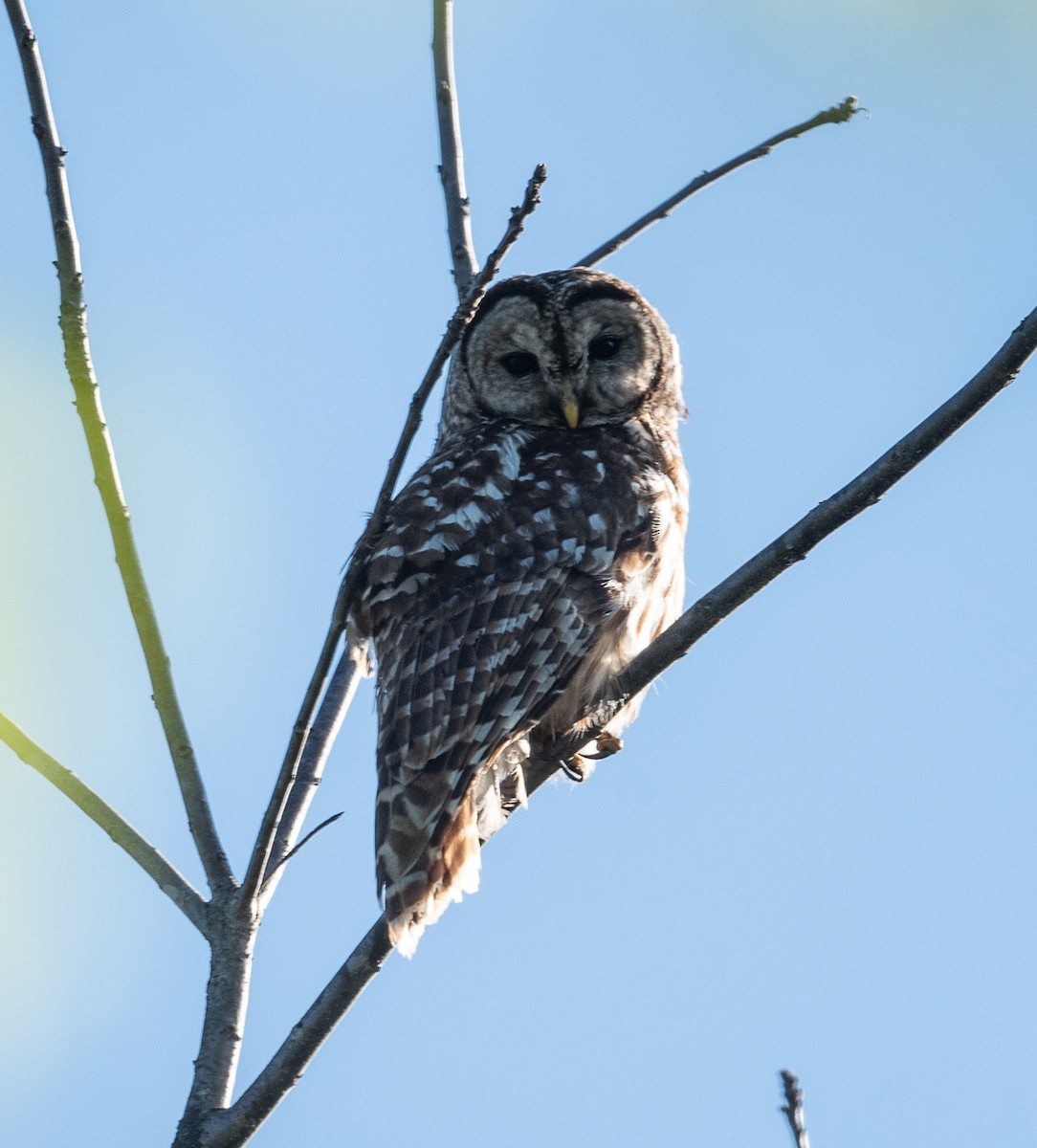 Barred Owl - ML437530551