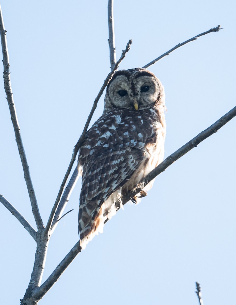 Barred Owl - ML437530591