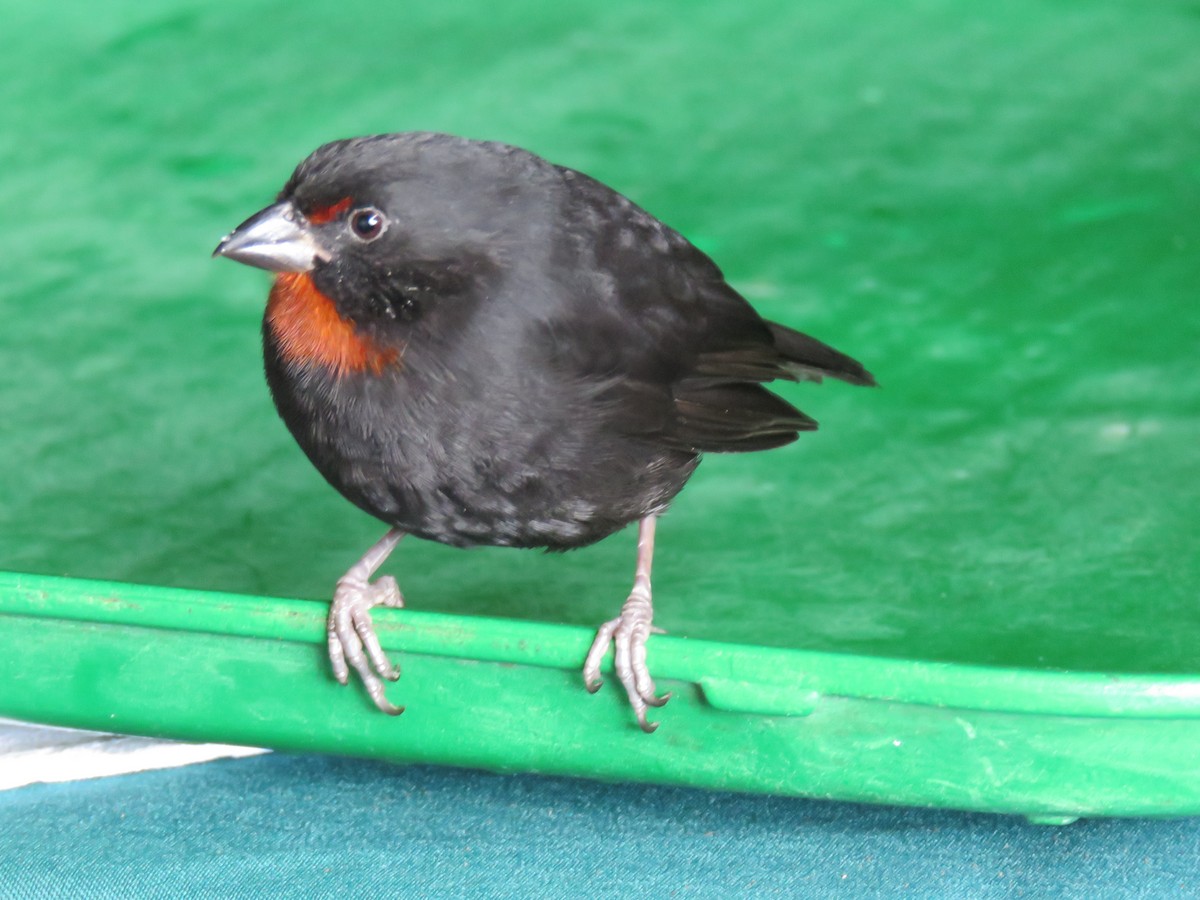 Lesser Antillean Bullfinch - ML43753111