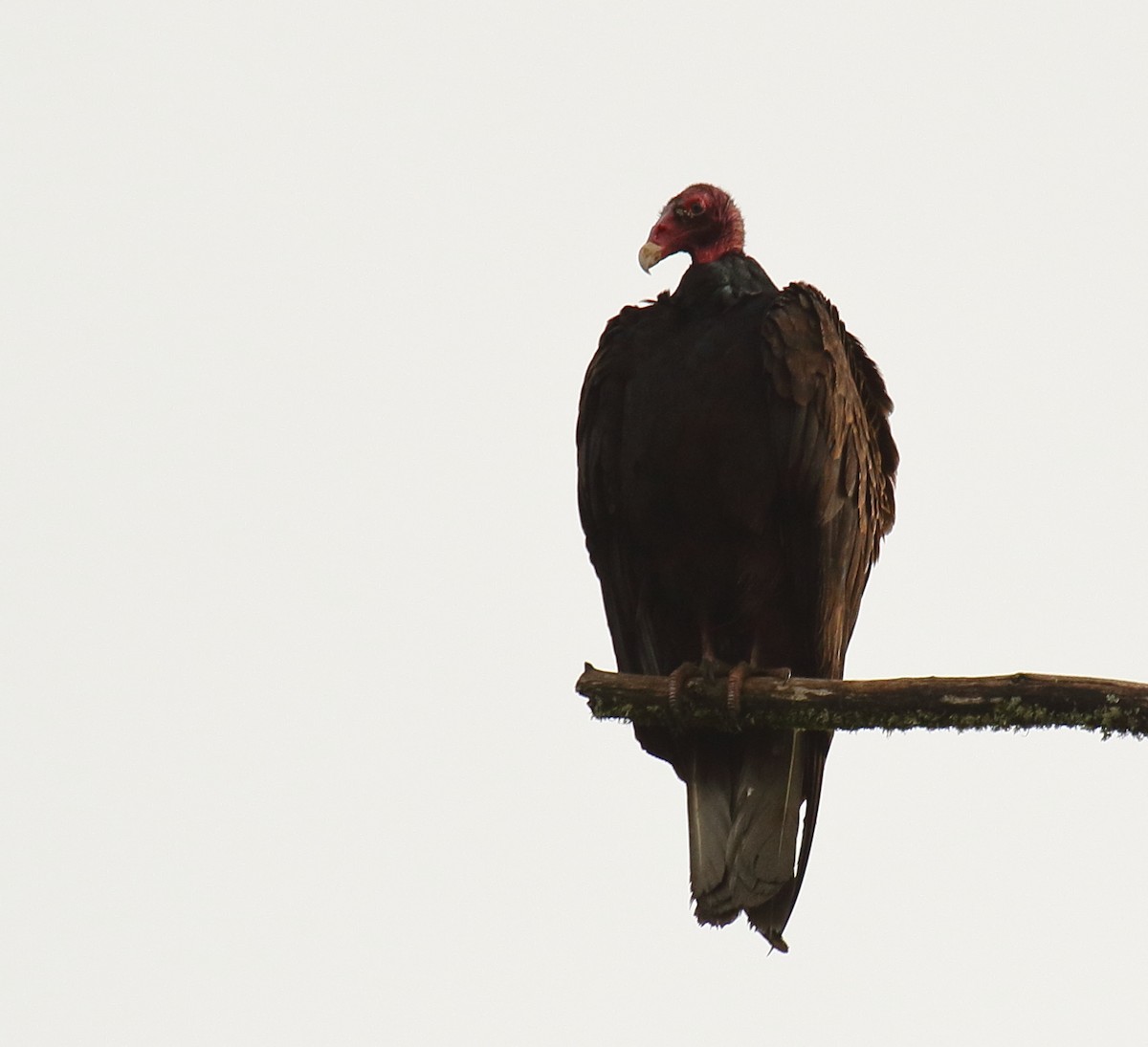 Urubu à tête rouge - ML437531451