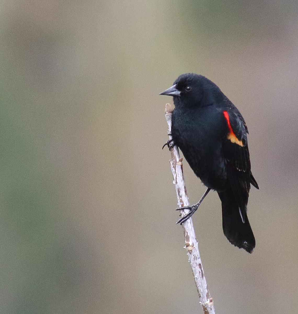 Red-winged Blackbird - ML437531661