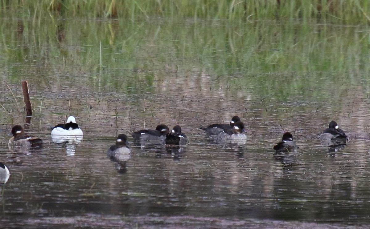 Bufflehead - ML437531941