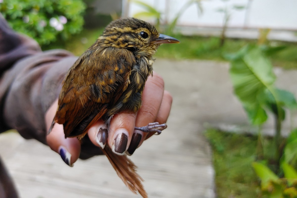 Rusty-winged Barbtail - ML437532451