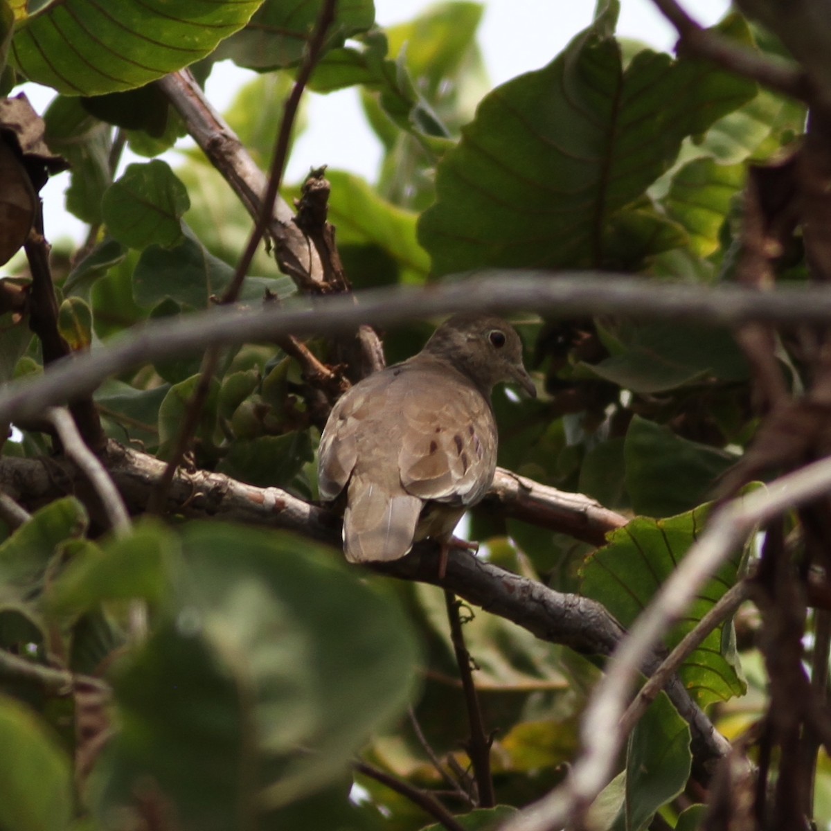 Plain-breasted Ground Dove - ML437533701