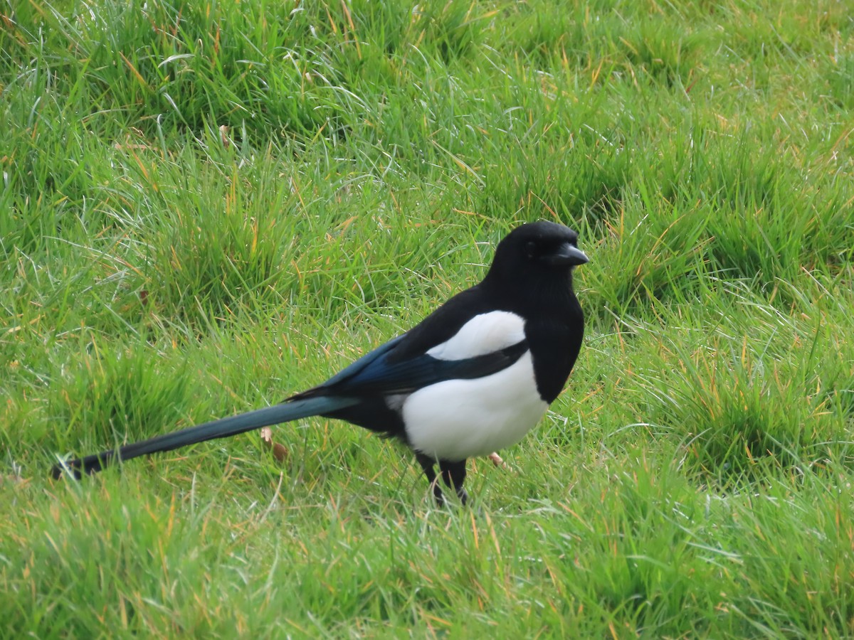 Eurasian Magpie - ML437533751