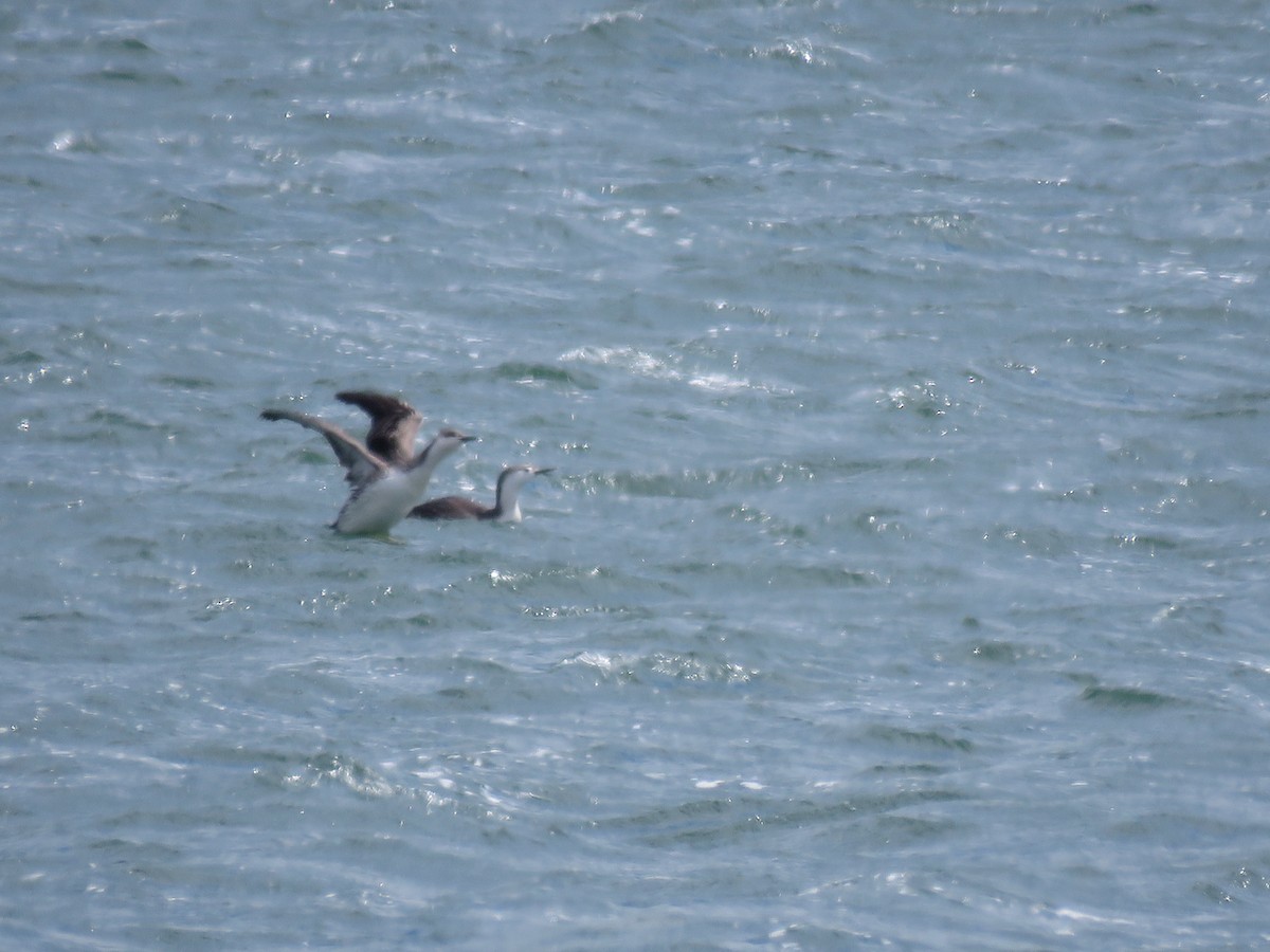 Red-throated Loon - ML437535621