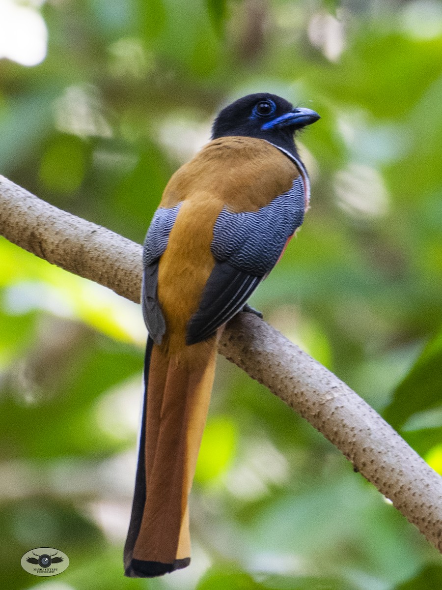 Malabar Trogon - ML437536661