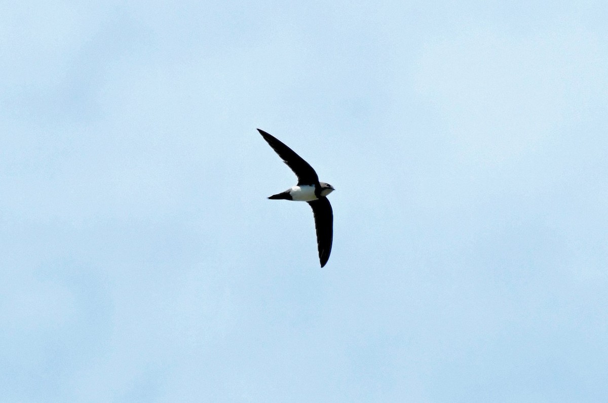 Alpine Swift - ML437536671