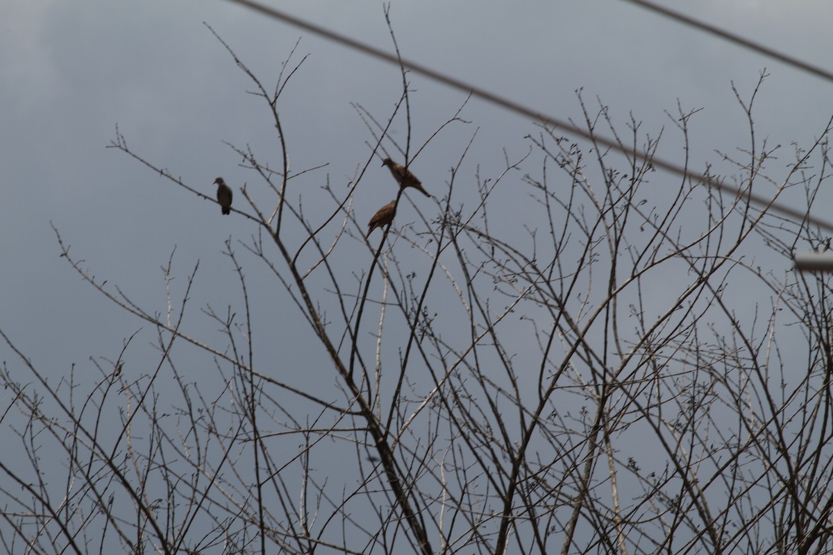 Plain-breasted Ground Dove - Glenn Seeholzer