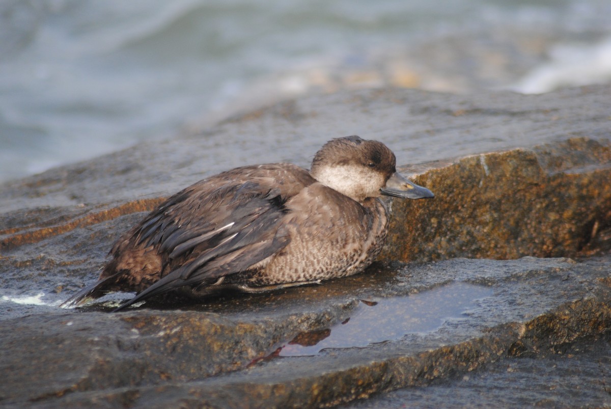 Black Scoter - Mac Williams