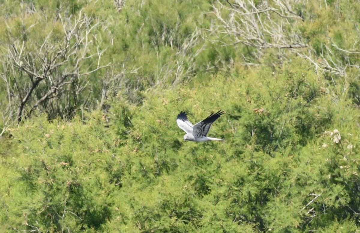 Montagu's Harrier - ML437538301