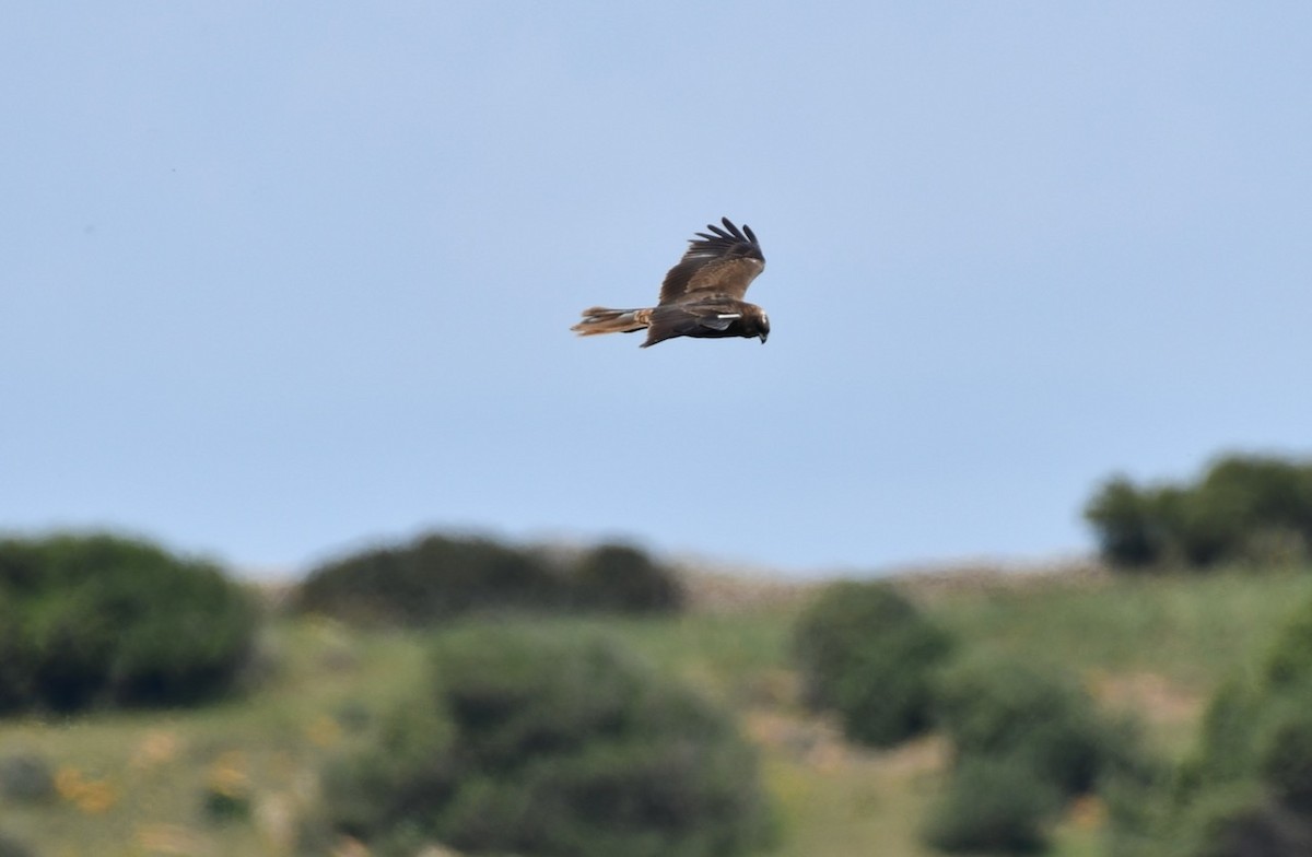 Booted Eagle - ML437538351